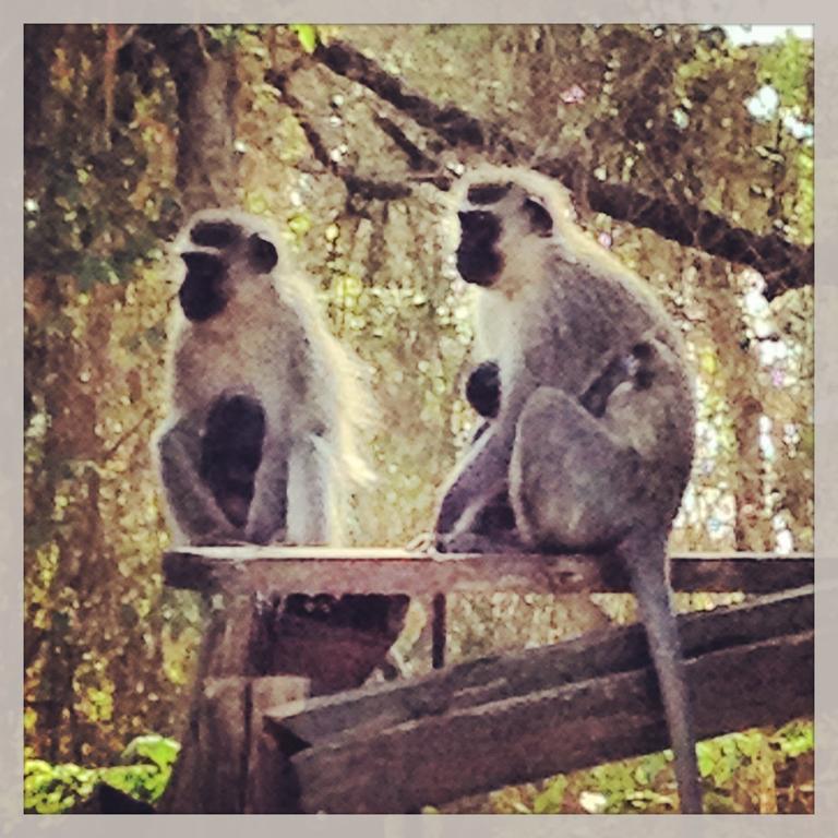 Jungle Monkey Backpackers Port Saint Johnʼs Exterior foto