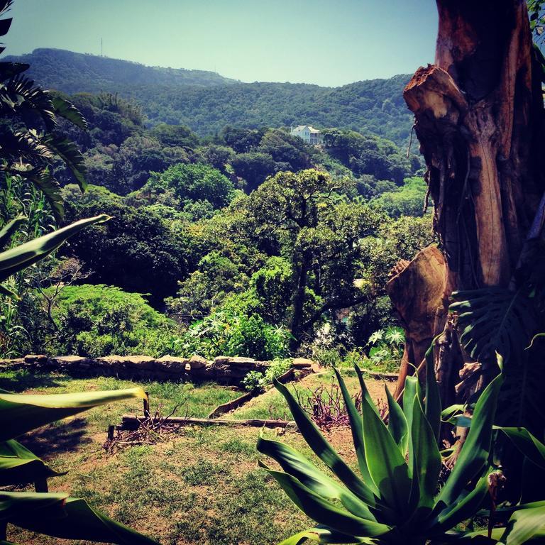Jungle Monkey Backpackers Port Saint Johnʼs Exterior foto